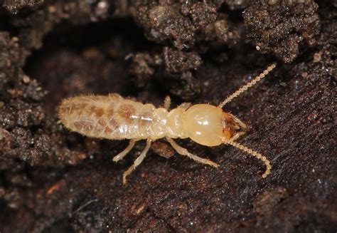 eastern subterranean termite size